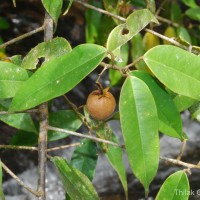 Stemonoporus gracilis Kosterm.